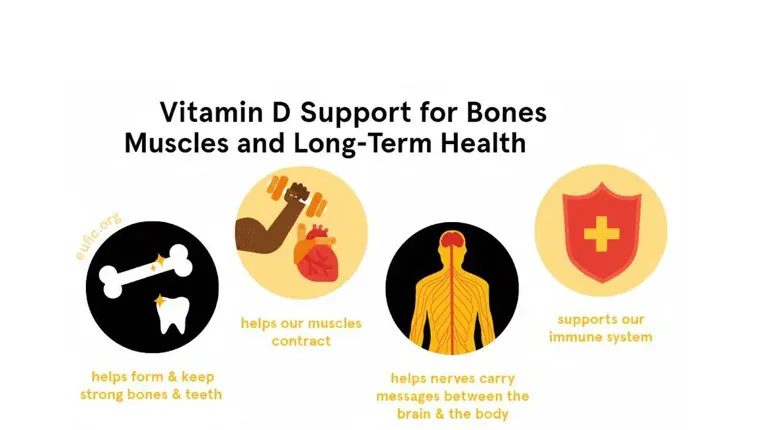 Vitamin D Support for Bones Muscles and Long-Term Health